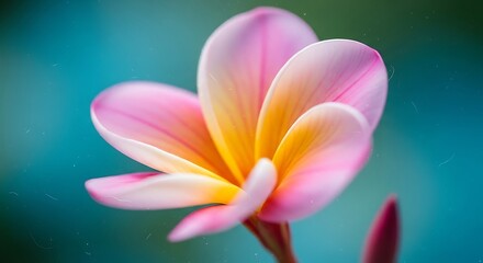 Fototapeta premium Closeup of a pink and yellow plumeria flower