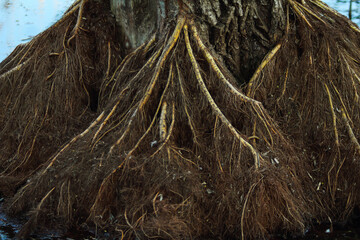  tree roots, roots of an old tree