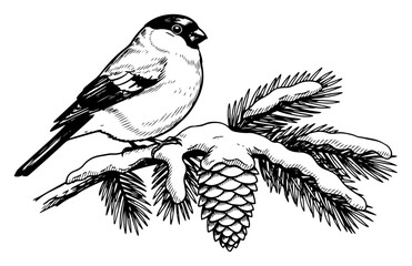 Songbird on Pine Branch with Cone © Mago