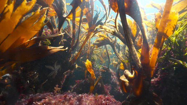 Kelp forest underwater in the Eastern Atlantic ocean (Furbellow algae, Saccorhiza polyschides),natural scene, Spain, Galicia