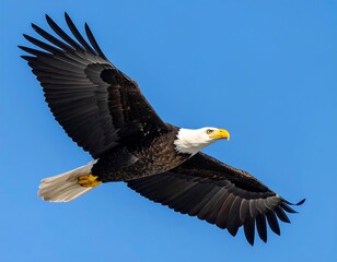 Obraz premium A majestic bald eagle soars gracefully through a vibrant, cloudless, azure sky. Its white head & tail feathers stand out