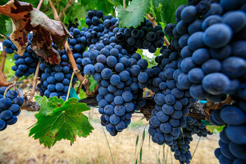 Bunches of Grapes Hanging from Vine, Close-up Photograph