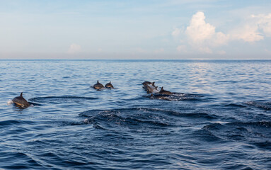 Watch playful dolphins swim and leap in the open ocean under a clear sky, perfect for travel...