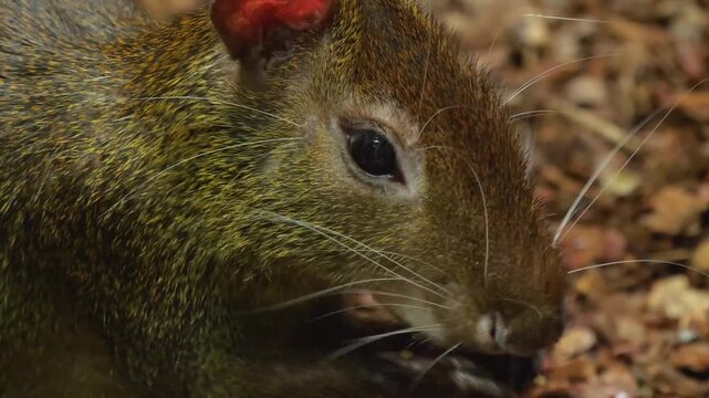 Close up of a Agouti head eating withhis front feet