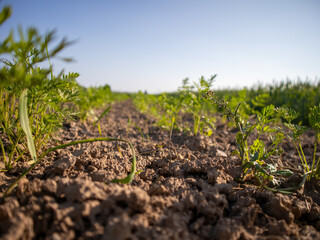 Fresh Vegetable Rows Grow Under a Clear Blue Sky