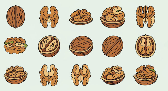 set of walnut outline icons vector full color