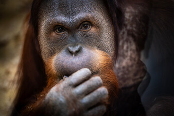 A powerful and soulful portrait of an orangutan looking directly at the camera. Dramatic lighting highlights its expressive eyes and the rich texture of its red fur. © Sodel Vladyslav