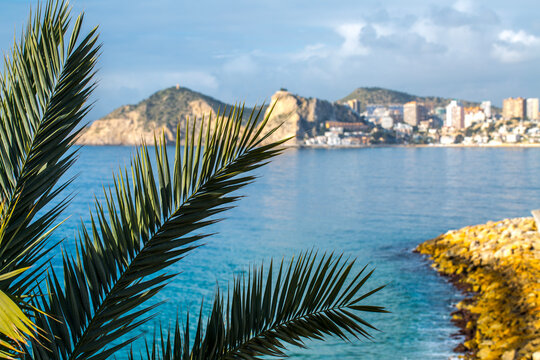 The city skyline of Benidorm, Spain, viewed across the bay from the marina. Sunlit palm tree fronds frame the scenic view. A concept of a popular holiday destination and beautiful coastal scenery.