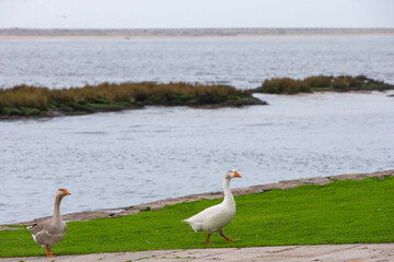A grey domestic goose and a white domestic goose stand together on a paved walkway by a grassy riverbank. A concept of urban wildlife and park life.