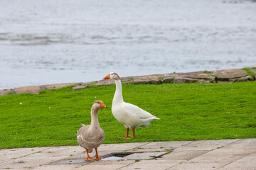 A grey domestic goose and a white domestic goose stand together on a paved walkway by a grassy riverbank. A concept of urban wildlife and park life.