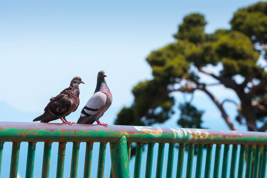 Two pigeons are perched together on a green metal railing, overlooking a beautiful coastal scene. A concept of companionship, urban wildlife, and peaceful moments.