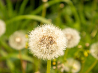 Dandelions in Bright Green Grass on a Sunny Day