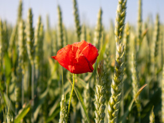 Red Poppy Stands out in Green Wheat Field