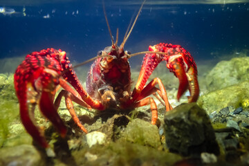 Underwater close-up of a red swamp crayfish displaying claws in a defensive pose, captured in clear freshwater among rocks and algae