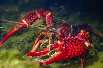 Close-up underwater photo of a red swamp crayfish in its natural habitat, showing vivid colors, claws, and texture against green aquatic plants