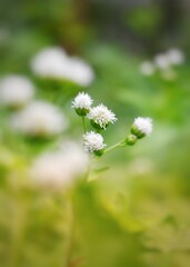 A close-up of small white wildflowers with a soft green blurred background, capturing the beauty and calm of nature in gentle light.