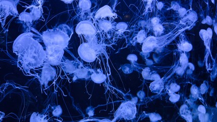 Jellyfish in blue underwater lighting — a concept of marine biology, ocean life aesthetics, underwater photography, and fantastic design