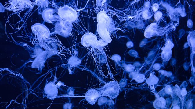 Jellyfish in blue underwater lighting — a concept of marine biology, ocean life aesthetics, underwater photography, and fantastic design - Powered by Adobe