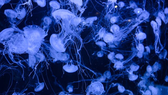 Jellyfish in blue underwater lighting — a concept of marine biology, ocean life aesthetics, underwater photography, and fantastic design