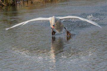 Swan in action on water at sunrise