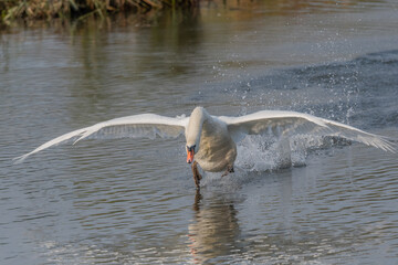 Swan in action on water at sunrise