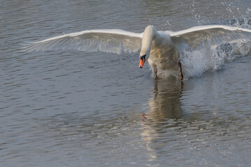 Swan in action on water at sunrise