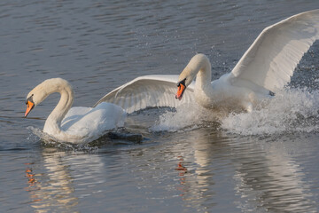 Swan chases rival across calm body of water.