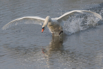 Swan in action on water at sunrise