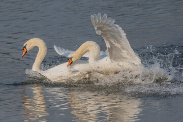 Swan chases rival across calm body of water.