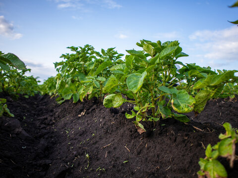 Fresh Potato Plants Growing in a Sunny Field