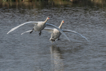 Two majestic swans flying over peaceful pond at sunrise