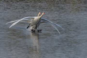 Two majestic swans flying over peaceful pond at sunrise