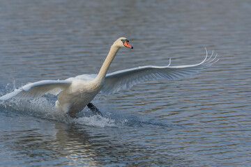 Swan in action on water at sunrise