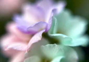 Fototapeta premium Soft Abstract Floral Background Texture with Pastel Gradients of Purple, Pink, and Mint Green, Emulating a Frosted Glass Effect
