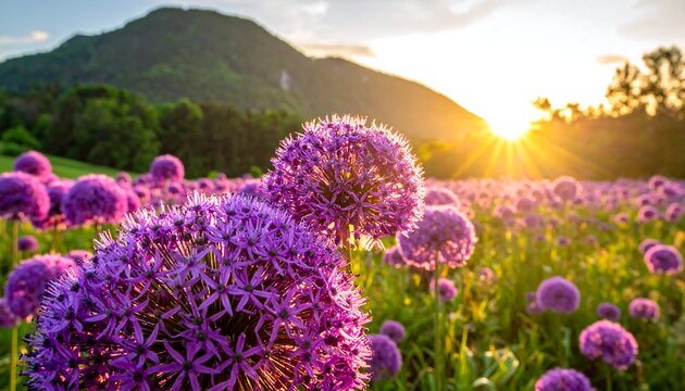 Purple allium flowers in a field at sunset, mountains in background