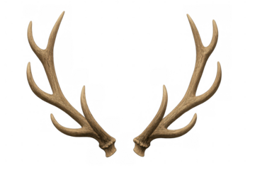 Deer antlers displaying natural texture, a symbol of wildlife, hunting, and strength, on transparent background