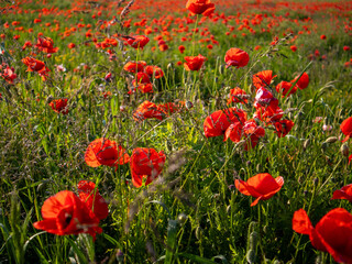 Obraz premium Vibrant Poppy Field in Full Bloom During Spring