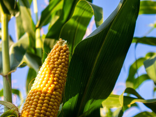 Corn Grows Under a Clear Blue Sky in Summer