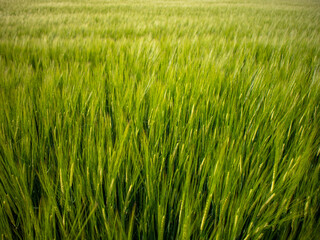 Green Field of Wheat Swaying in the Breeze