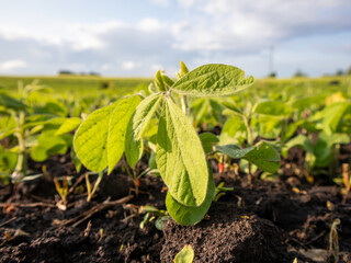 Green Soybean Plants Grow in a Sunlit Field