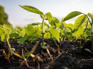 Spring Growth of Young Plants in Sun