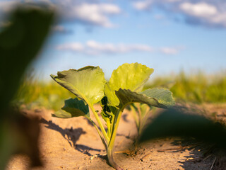 Young Cabbage Plants Grow in a Sunny Field