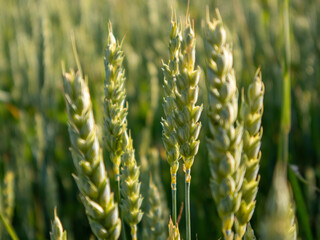 Wheat Stalks in Green Summer Fields
