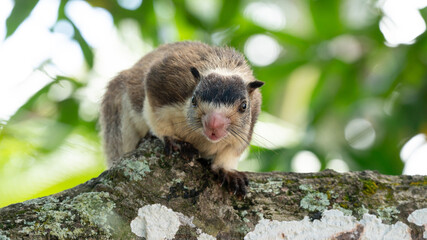 Giant Squirrel moving on a tree branch  
