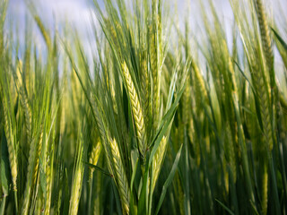 Green Wheat Fields Sway in the Gentle Breeze