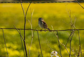 White crowned sparrow, sitting on wire fence, closeup, at sunset, selective focus, yellow green grassy field background, rustic, Zonotrichia leucophrys