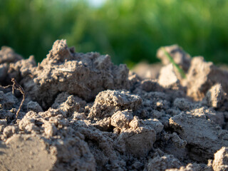 Soil Texture and Richness Captured in Sunlight
