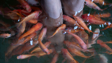Fish spa feet pedicure skin care treatment 
