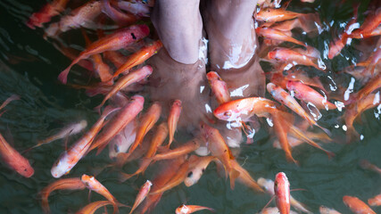 Fish spa feet pedicure skin care treatment 

