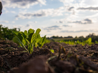 Spinach in a Sunny Late Afternoon Field